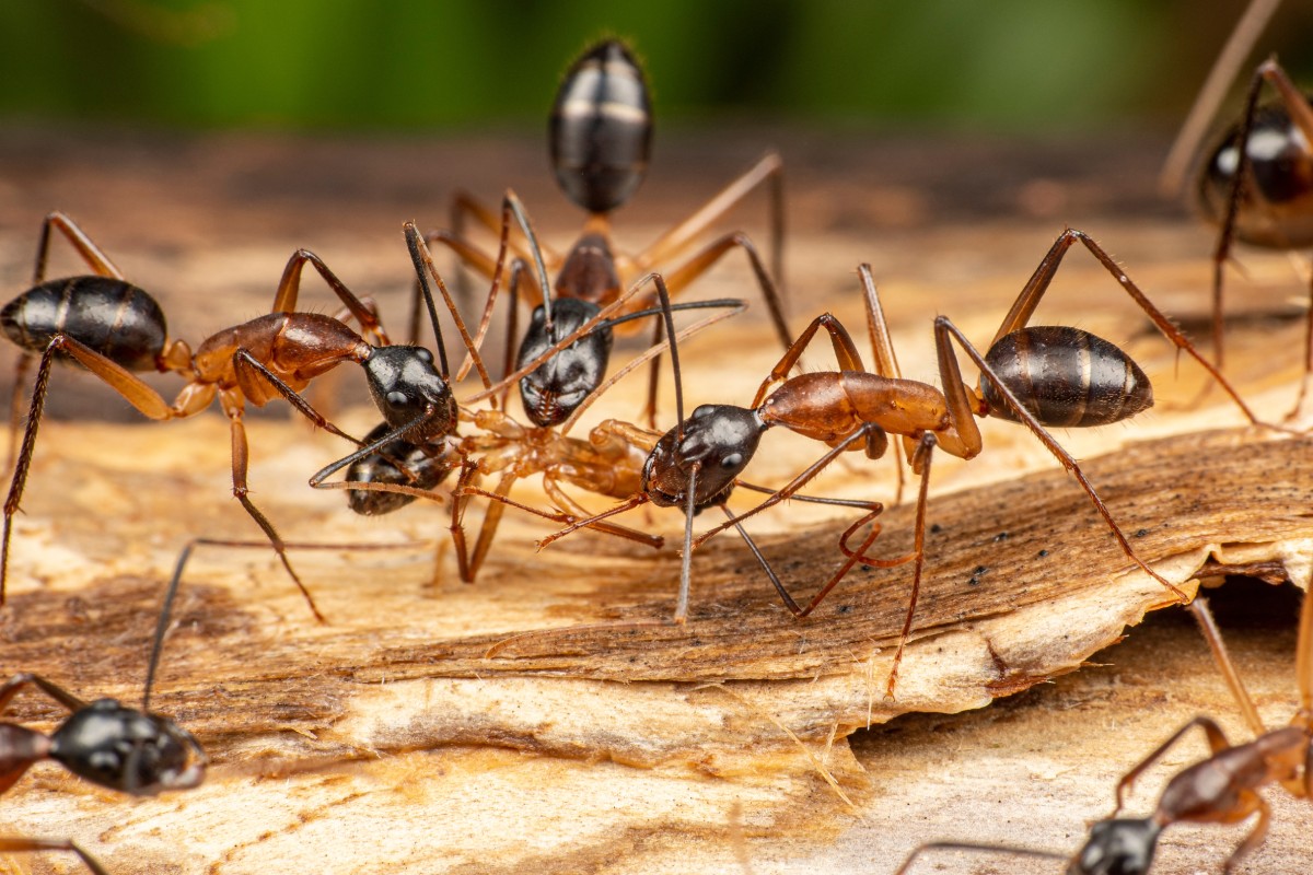 Ant Control