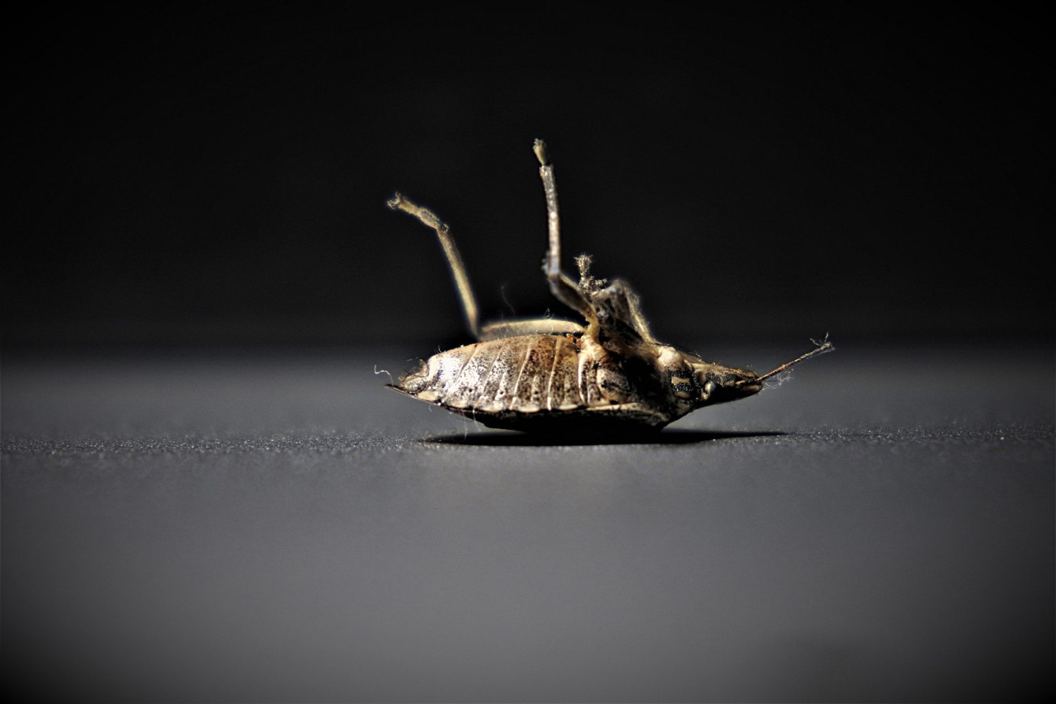 Bed Bug Treatment
