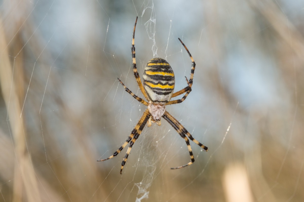 Spider Control